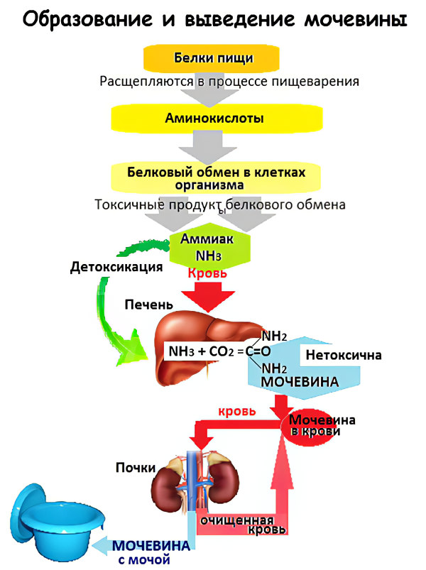 Образование и выведение мочевины