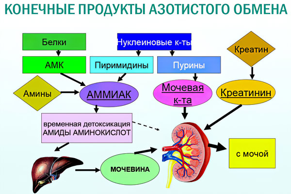 Конечные продукты азотистого обмена