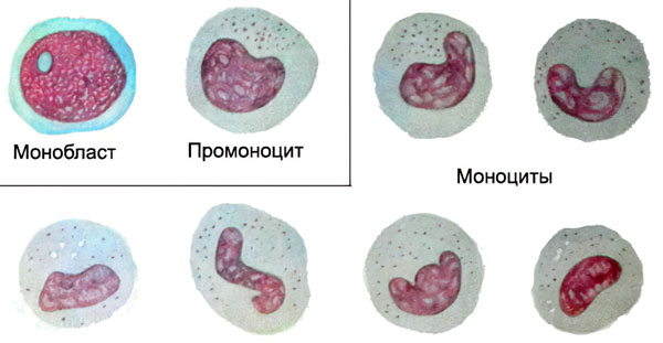 Особые качества моноцитов