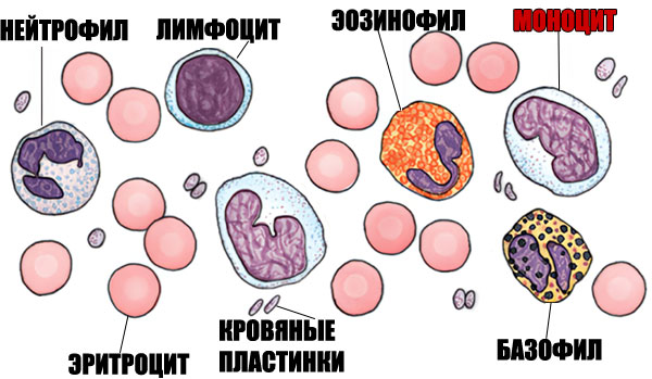 Моноциты