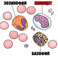 Моноциты