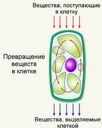 Обмен веществ